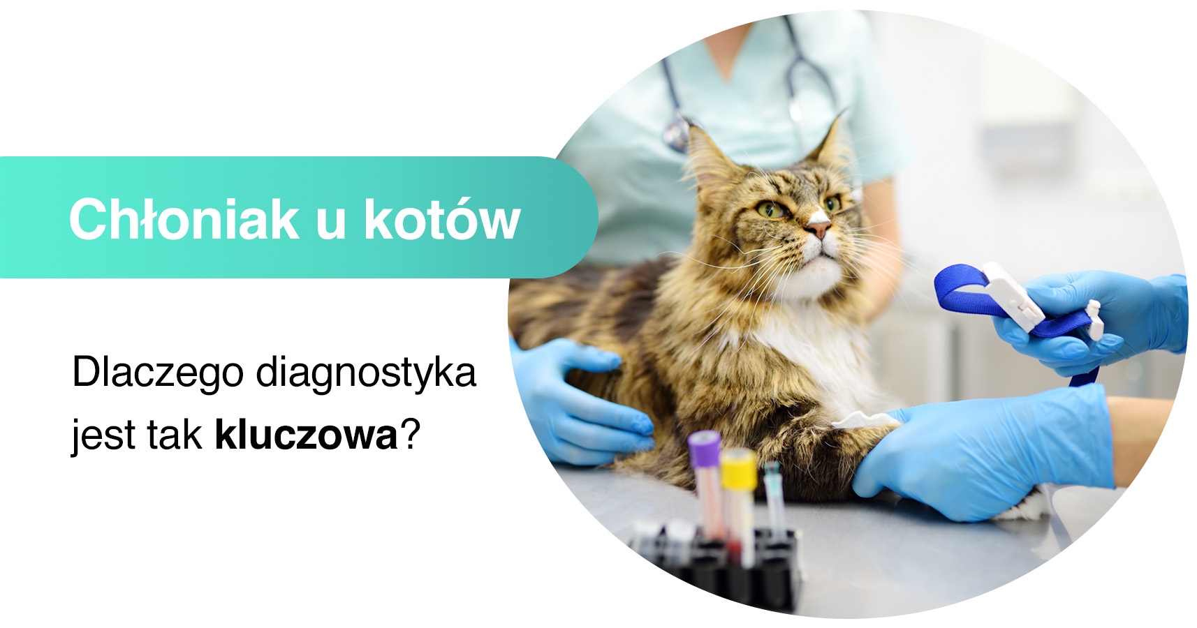 Chłoniak u kotów - Onkovet Przychodnia Weterynaryjna