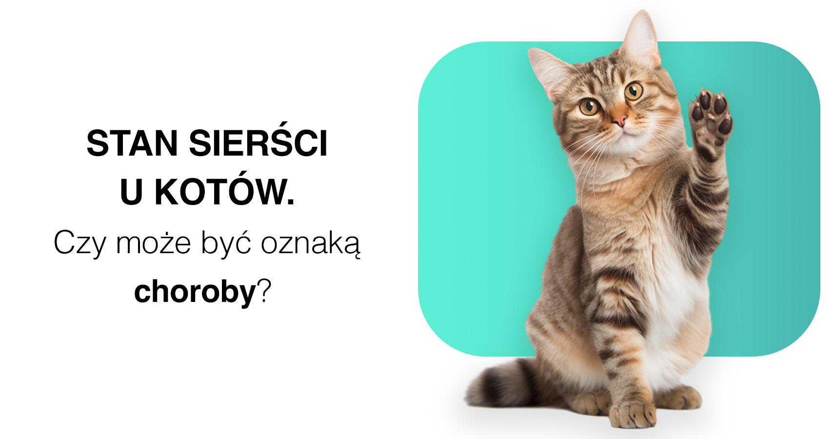 Stan Sierści U Kotów Onkovet Przychodnia Weterynaryjna 9808