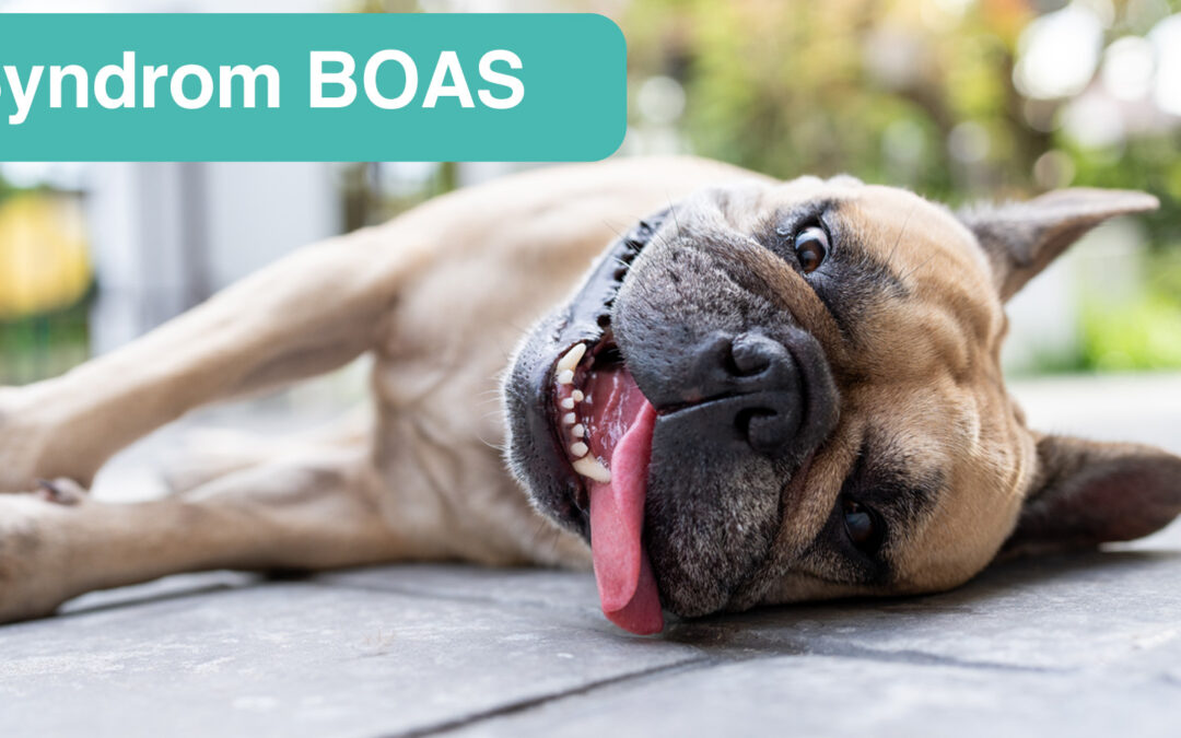 Syndrom BOAS