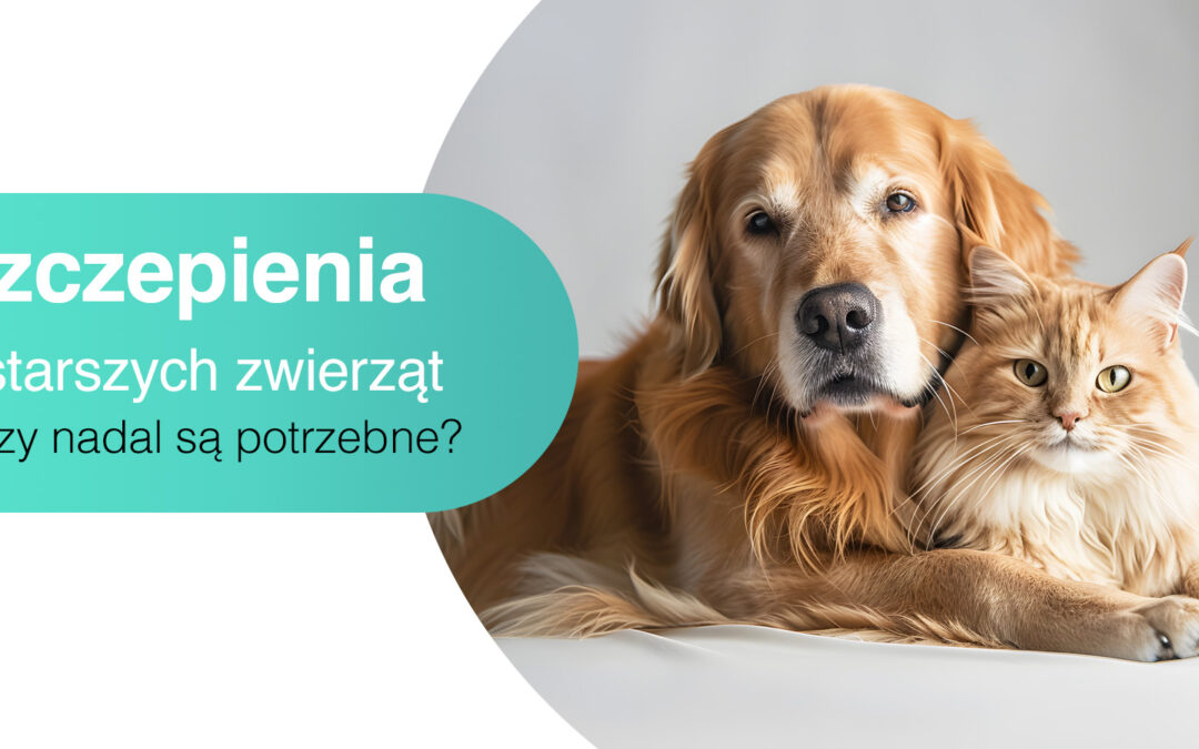 Szczepienia u starszych zwierząt