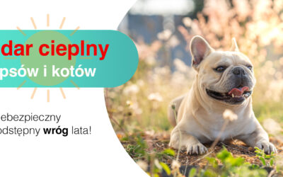 Udar cieplny u psów i kotów