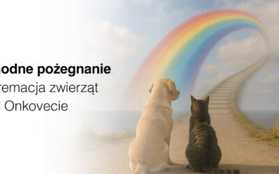 Godne pożegnanie – kremacja zwierząt w Onkovecie