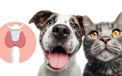 Choroby tarczycy u psów i kotów