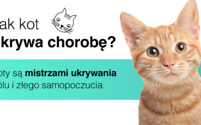 Jak kot ukrywa chorobę