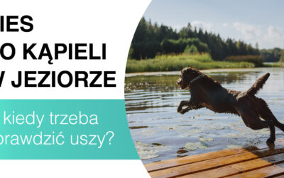 Pies po kąpieli w jeziorze